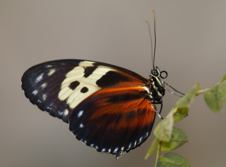 Motylarnia nad morzem Heliconius hecale