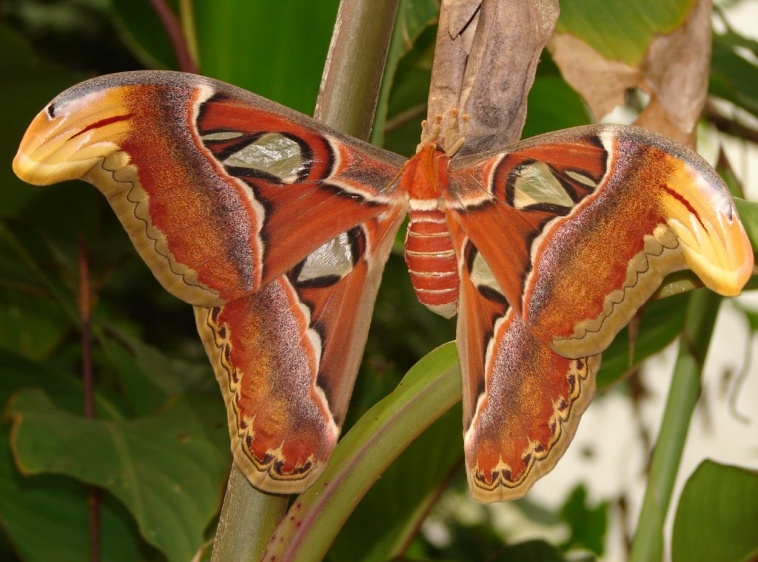 Motylarnia nad morzem Attacus atlas